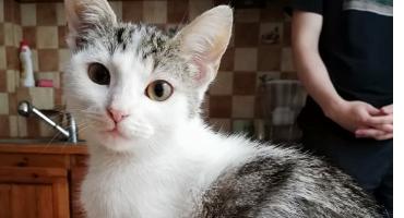 Maja