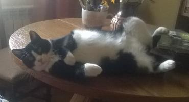 Pedro