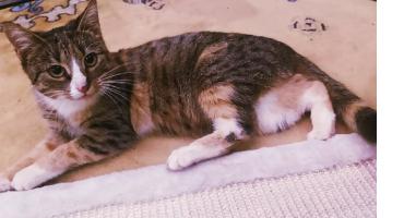 Moli