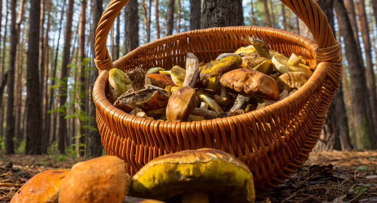 Atrakcje - Ciekawostki - Rekreacja, Gmina Sochaczew zaprasza grzybobranie Mazurach - zdjęcie, fotografia