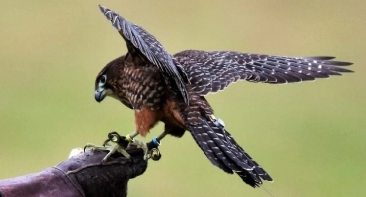 Rolnictwo i leśnictwo, Zimowe ptakoliczenie Kampinowskim Parku Narodowym miesiącu! - zdjęcie, fotografia