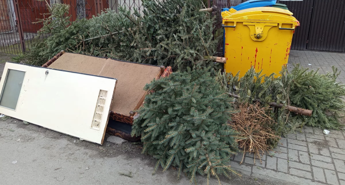 Sprawy urzędowe, Miasto odbierze choinki - zdjęcie, fotografia