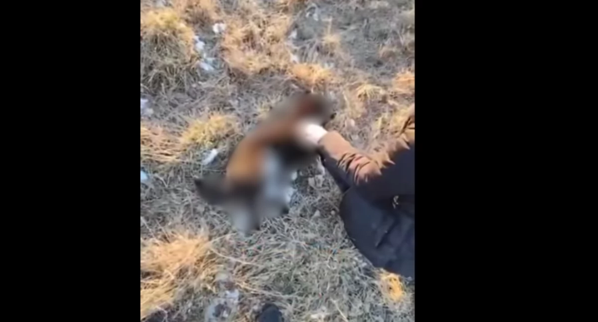 Interwencje i pomoc , Dramat powiecie sochaczewskim zamarzł ogrodzeniem - zdjęcie, fotografia