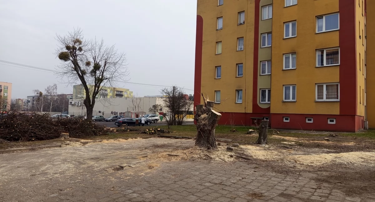 Spółdzielnie i wspólnoty mieszkaniowe, Wycięli jedne posadzą - zdjęcie, fotografia