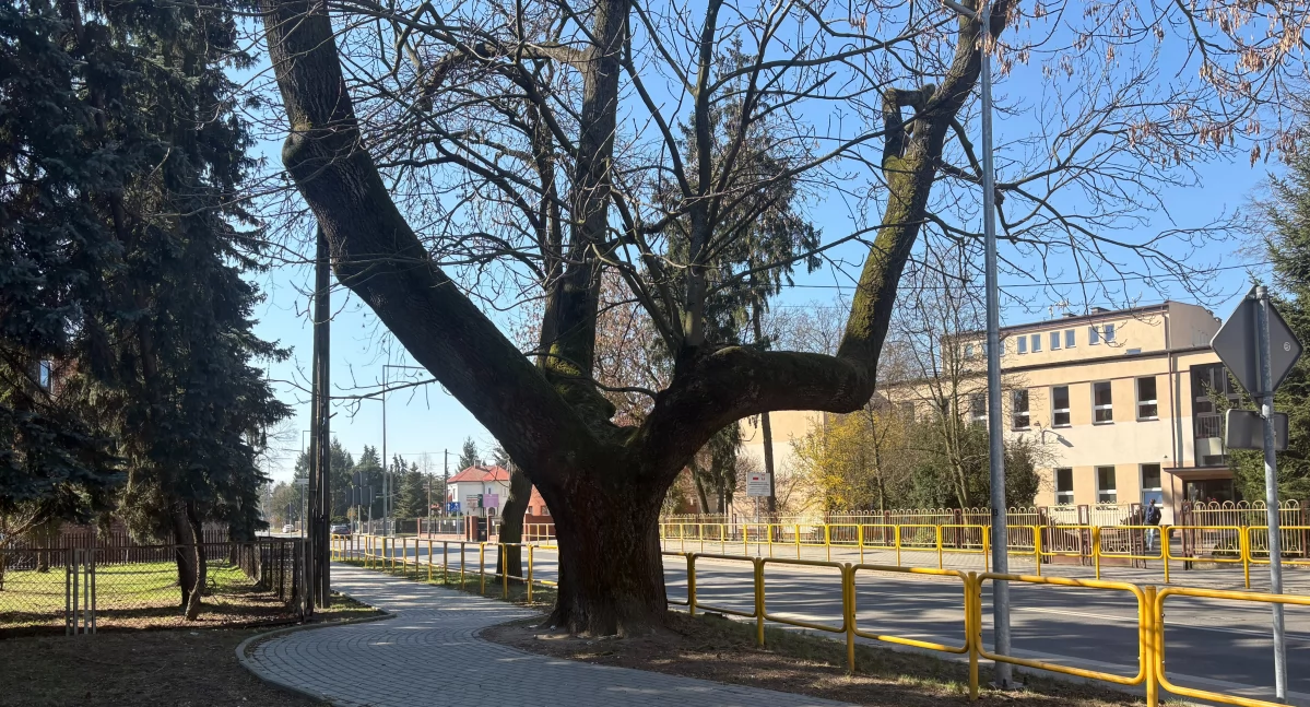 Rolnictwo i leśnictwo, jesion ulicy Sierpnia zostanie pomnikiem przyrody [SONDA] - zdjęcie, fotografia