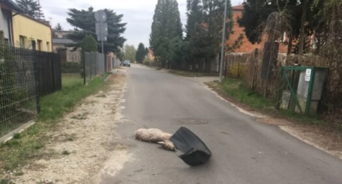 Interwencje i pomoc , umowa sarny ulicy Pięknej zabrać - zdjęcie, fotografia
