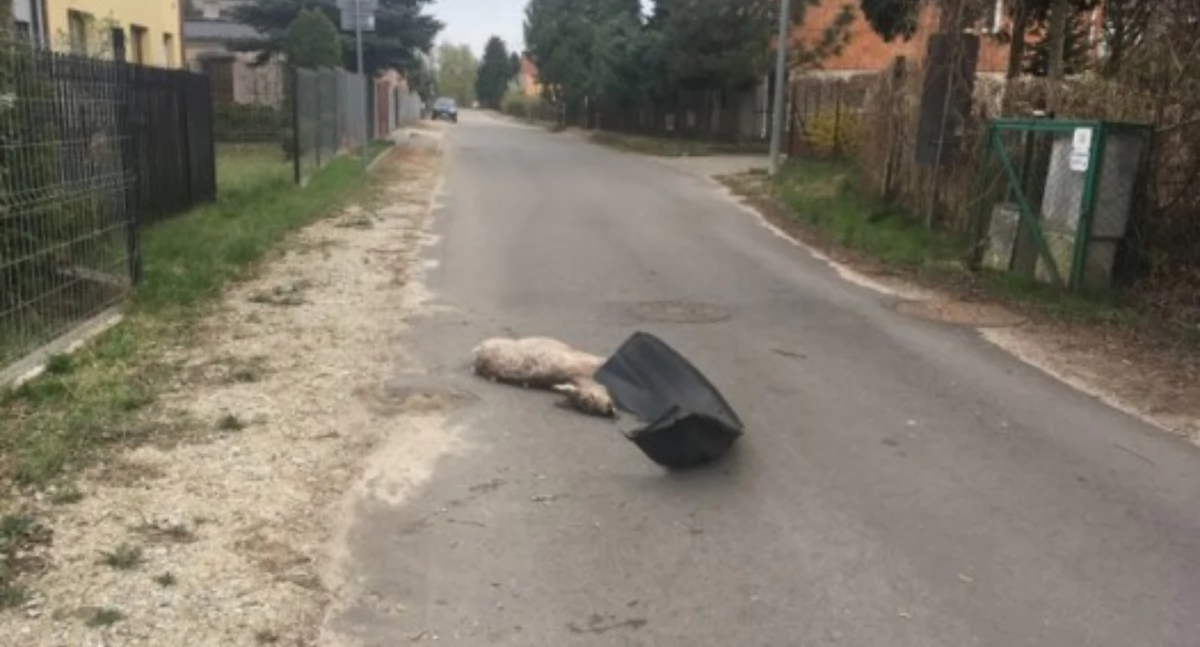 Komunikaty policji, Wypadki dzikimi zwierzętami ostrożność drodze - zdjęcie, fotografia