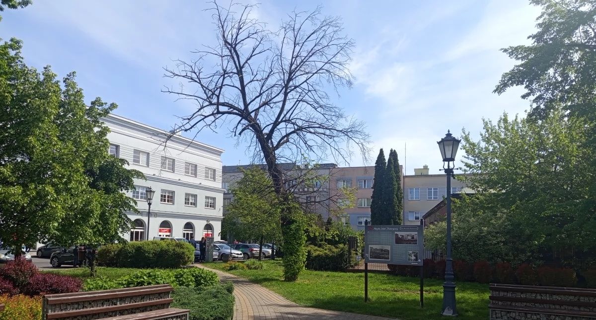 Sprawy urzędowe, Sochaczewie uratują umierające drzewa - zdjęcie, fotografia