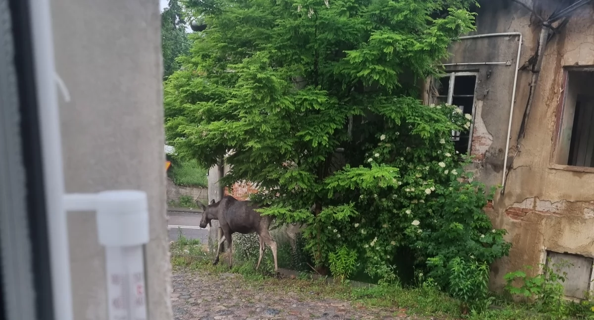 Atrakcje - Ciekawostki - Rekreacja, Poranny spacer Sochaczewie łoś zawędrował Farną - zdjęcie, fotografia