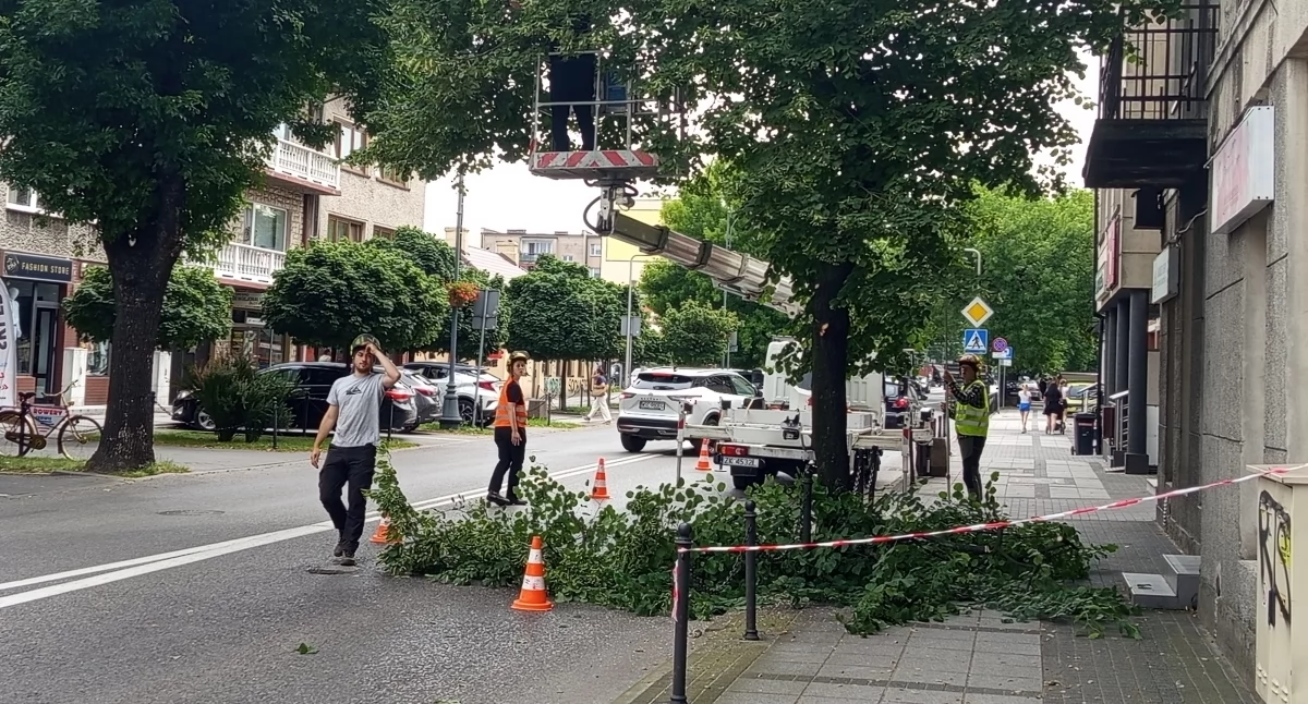 Sprawy urzędowe, Ruszyła pielęgnacja sochaczewskich drzew - zdjęcie, fotografia