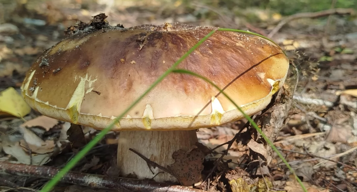 Rolnictwo i leśnictwo, Nadleśnictwo Radziwiłłów zaprasza grzybobranie! - zdjęcie, fotografia