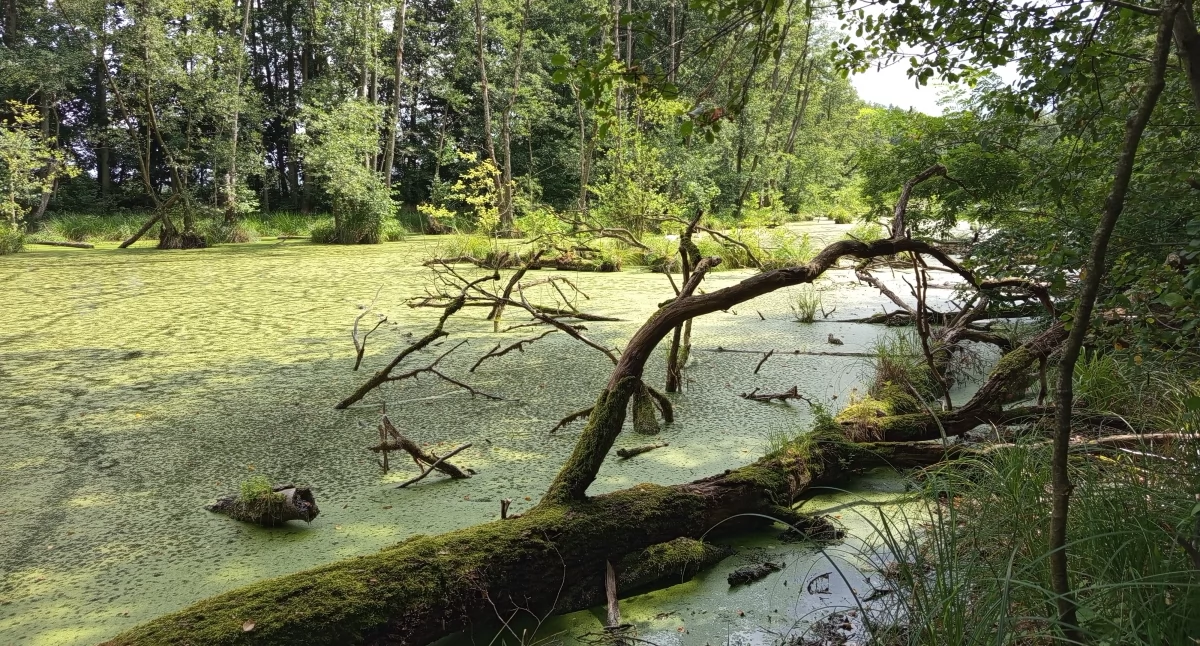 Konkursy - Plebiscyty, Mazowieckie historie zatrzymane kadrze - zdjęcie, fotografia