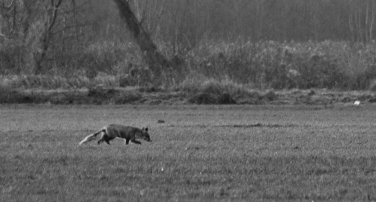 Rolnictwo i leśnictwo, Szczepienia lisów przeciwko wściekliźnie mazowieckim - zdjęcie, fotografia
