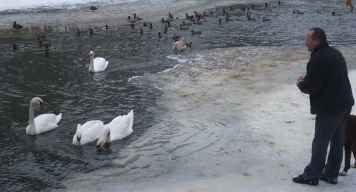 Rolnictwo i leśnictwo, mądrze dokarmiać ptaki zimą - zdjęcie, fotografia