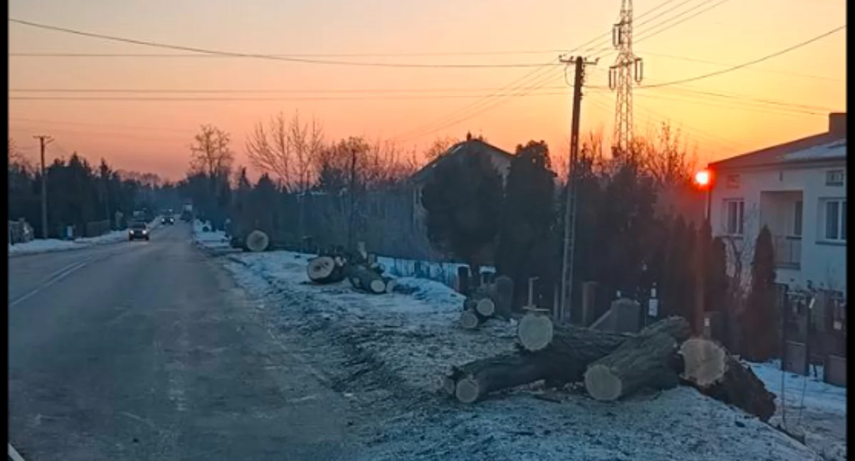Sprawy urzędowe, Wycięli stuletnie zamiast drzew będzie trawnik - zdjęcie, fotografia