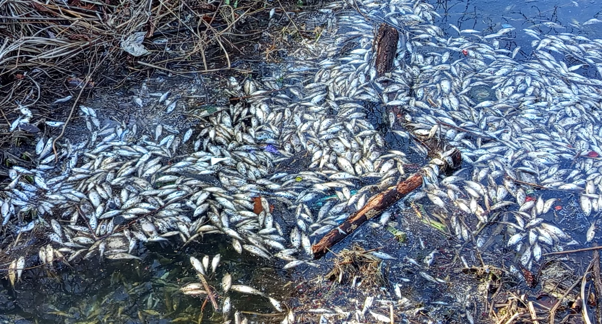 Interwencje i pomoc , Romantyczne klimaty parku Garbolewskiego - zdjęcie, fotografia