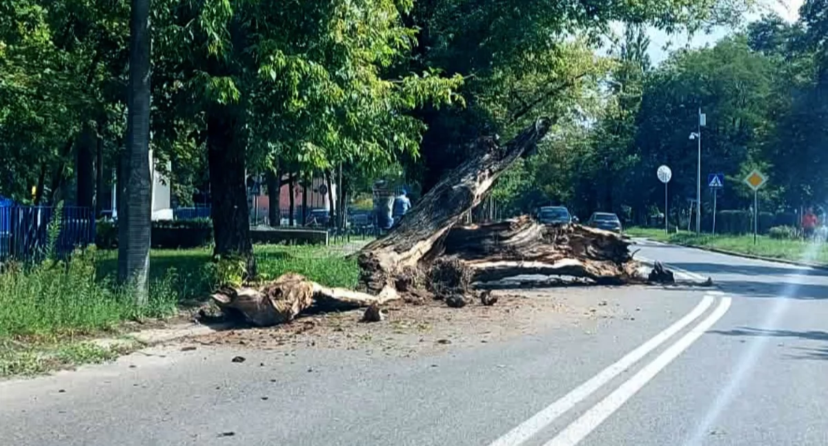 Wypadki drogowe, Zabytkowe runęły Chopina Chodakowie Występują utrudnienia ruchu - zdjęcie, fotografia