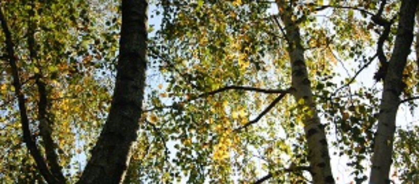 Zdjęcie Monika  Radwańska-Komosa - fotografia