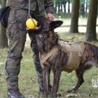 Fotka nr 1 z 7