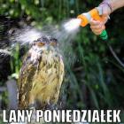 zdjęcie nr 11