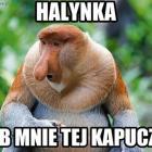 Fotka nr 3 z 11