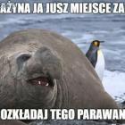 Fotka nr 2 z 11