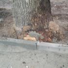 Krawężnik nie chodził, więc drzewo ciach