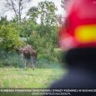 Fotka nr 1 z 4