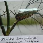 zdjęcie nr 15