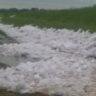 Wały na rzece Bzurze w Kamionie