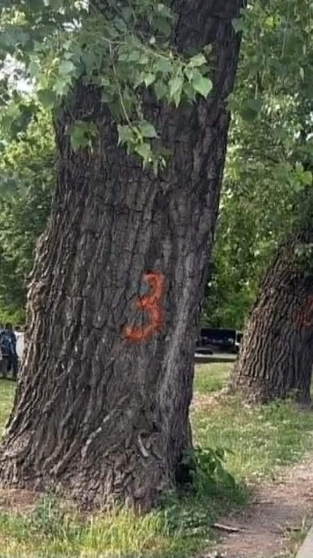 Wytną drzewa w Parku Garbolewskiego 