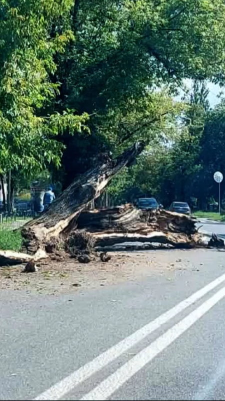 Zabytkowe lipy runęły na ul. Chopina w Chodakowie. Występują utrudnienia w ruchu