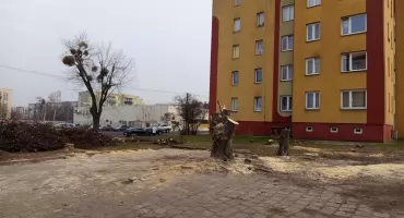 Wycięli jedne posadzą nowe