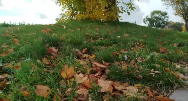 Jesienne porządki z głową – jak nie palić liści, tylko je wykorzystać