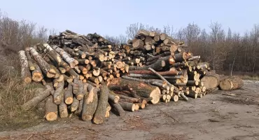 Powiat sochaczewski otrzymał w prezencie drewno o wartości ponad 77 tys. zł - jak zostanie wykorzystane? 
