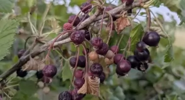 Trwa nabór zgłoszeń szkód w uprawach rolnych spowodowanych wysokimi temperaturami