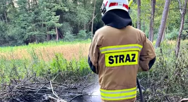 Mimo deszczu znów płoną lasy 
