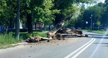 Zabytkowe lipy runęły na ul. Chopina w Chodakowie. Występują utrudnienia w ruchu